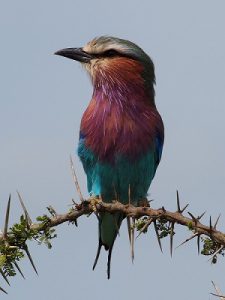 ライラックニシブッポウソウ